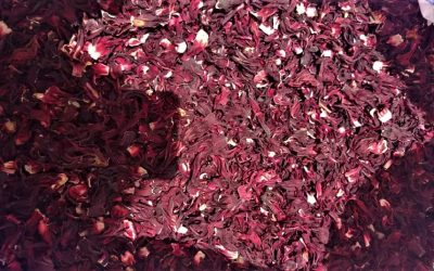 Hibiscus